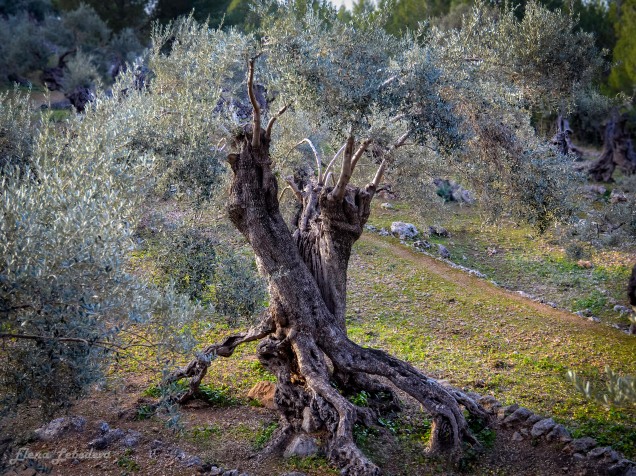 Mallorca olive
