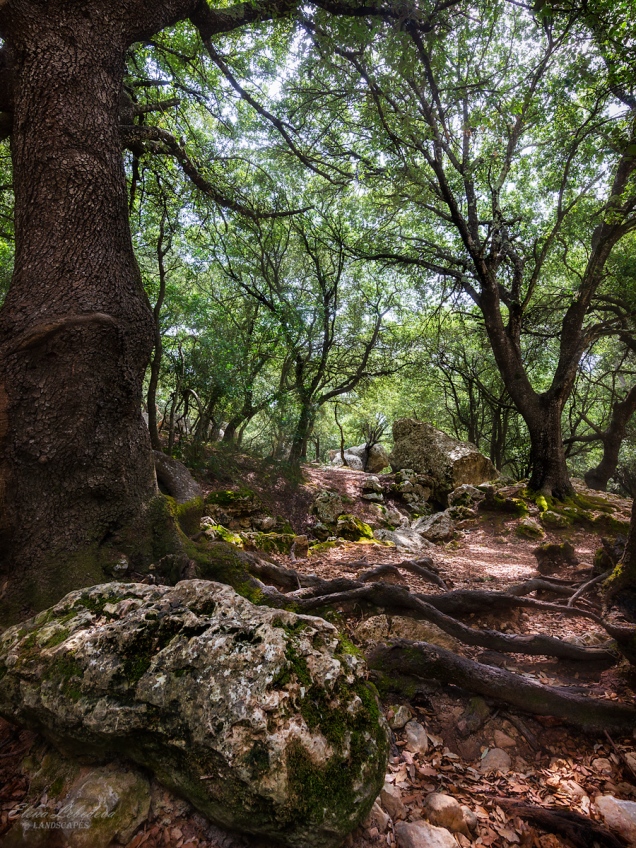 DSC_8606-Magical-forest-of-Salt-Des-Freu_web